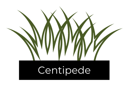 See our Centipede turfgrass 