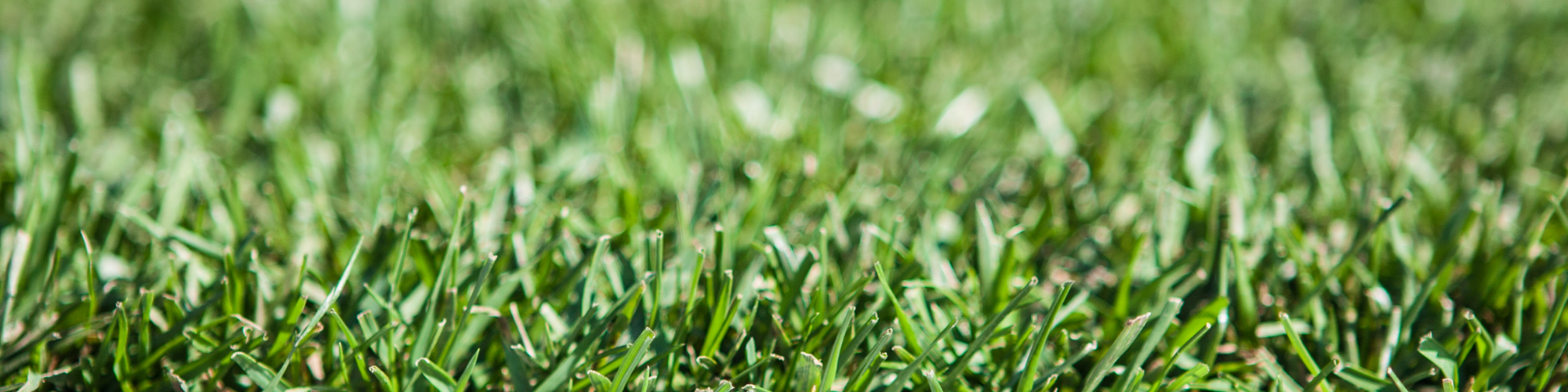up-close image of grass