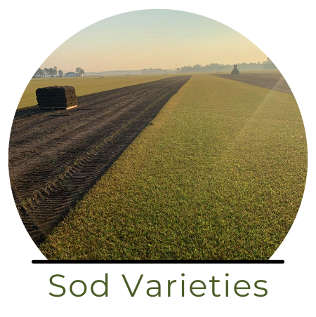See our sod varieties