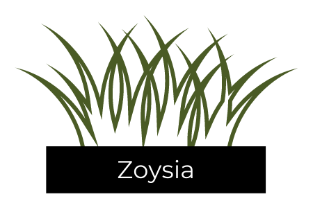 See our Zoyisa turfgrass