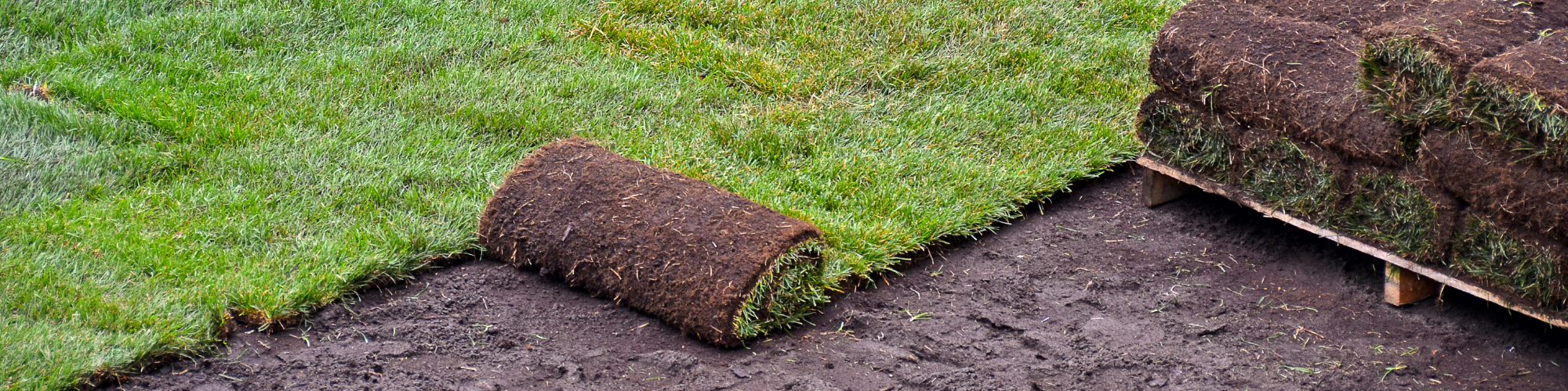 rolling out new sod