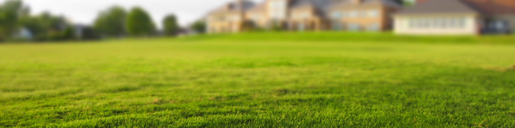 residential lawn with bright green grass