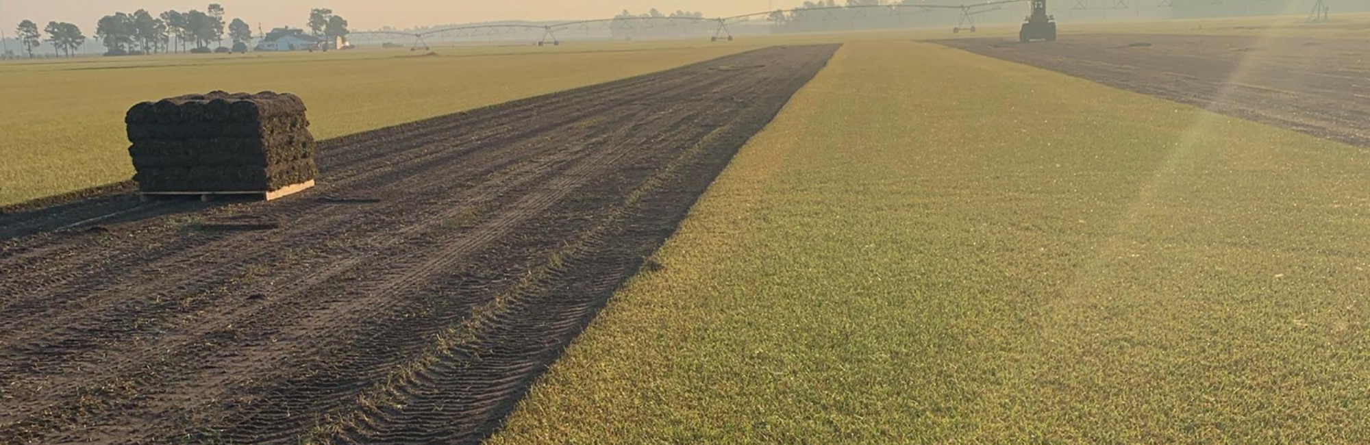 Big rolls of turfgrass on a farm